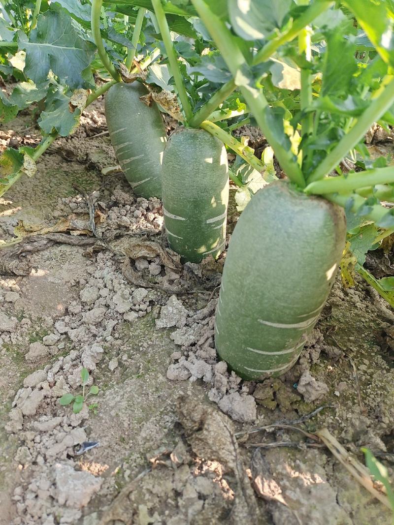 宿州特产包庄里外青水果青萝卜，基地种植沙壤土清溪河河水灌