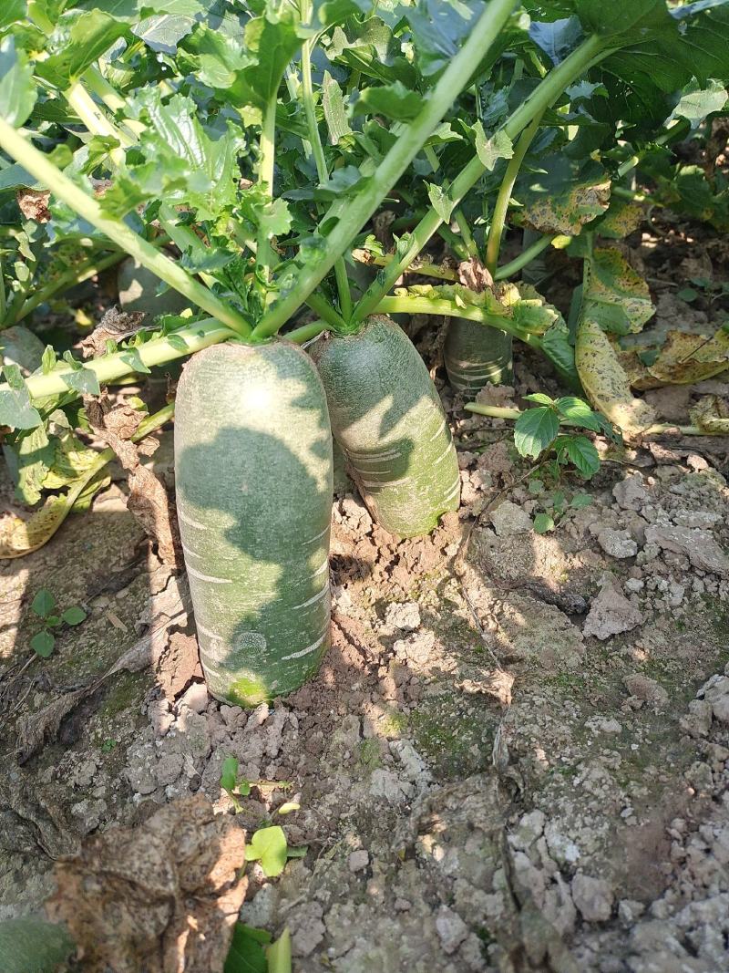 宿州特产包庄里外青水果青萝卜，基地种植沙壤土清溪河河水灌