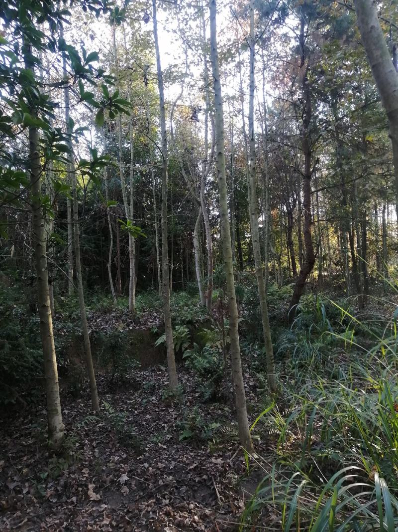 供应各总规格枫香1-15公分