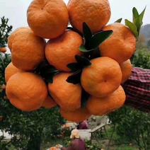 芦柑柑桔产地柑橘又大又甜皮薄化渣欢迎来电