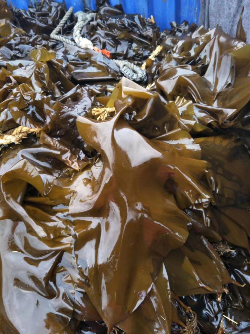 大连鲜品海带整颗鲜海带自家种植全国国货可视频