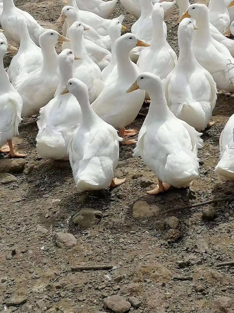白鸭，樱桃谷鸭。。。。。