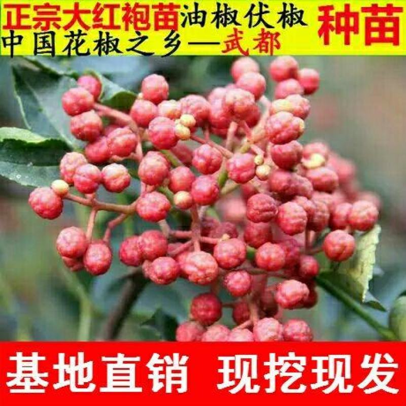 花椒树苗大红袍花椒苗四川食用麻椒苗盆栽地栽无刺高产