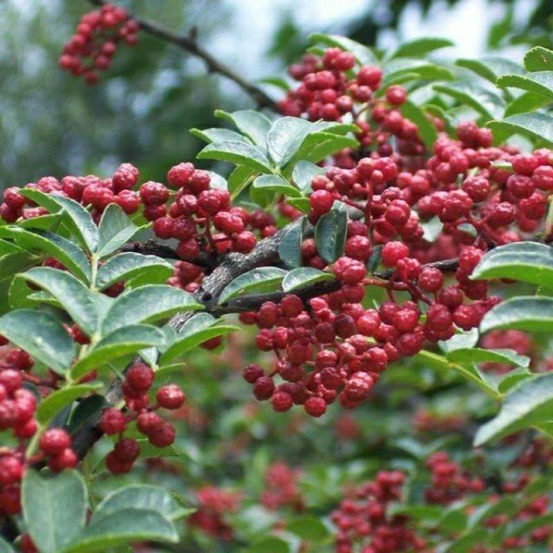 花椒树苗大红袍花椒苗四川食用麻椒苗盆栽地栽无刺高产