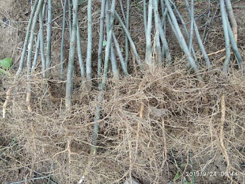 花椒树苗大红袍花椒苗四川食用麻椒苗盆栽地栽无刺高产