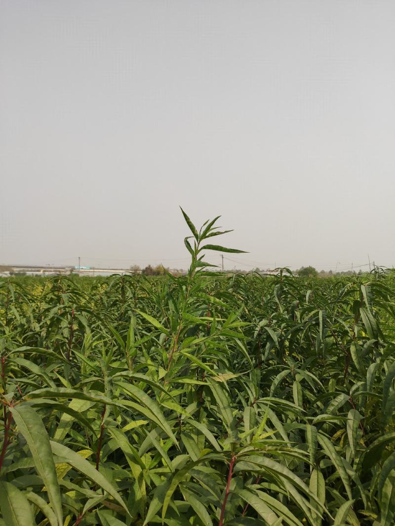 油蟠9号桃苗，油蟠桃苗，浓甜型，基地直发，包技术