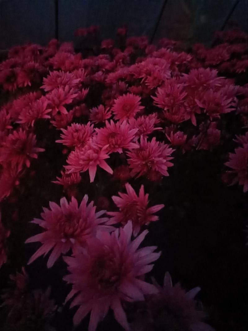 菊花盆栽品种大花批发价基地直销包对版包成活品种留言备注