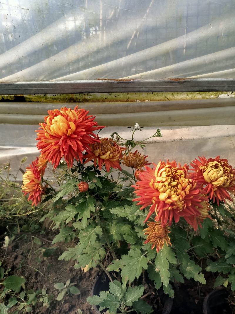 菊花盆栽品种大花批发价基地直销包对版包成活品种留言备注