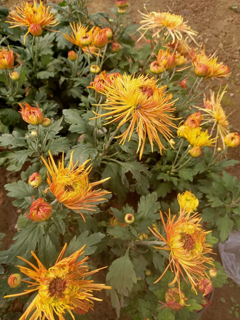 菊花盆栽品种大花批发价基地直销包对版包成活品种留言备注