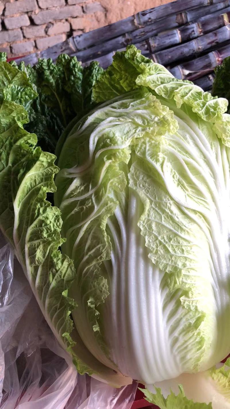 周口市郸城县李楼乡大白菜种植基地，欢迎老板批发订购