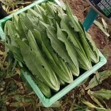 暖棚油麦菜大量上市中。油麦菜