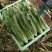 暖棚油麦菜大量上市中。油麦菜