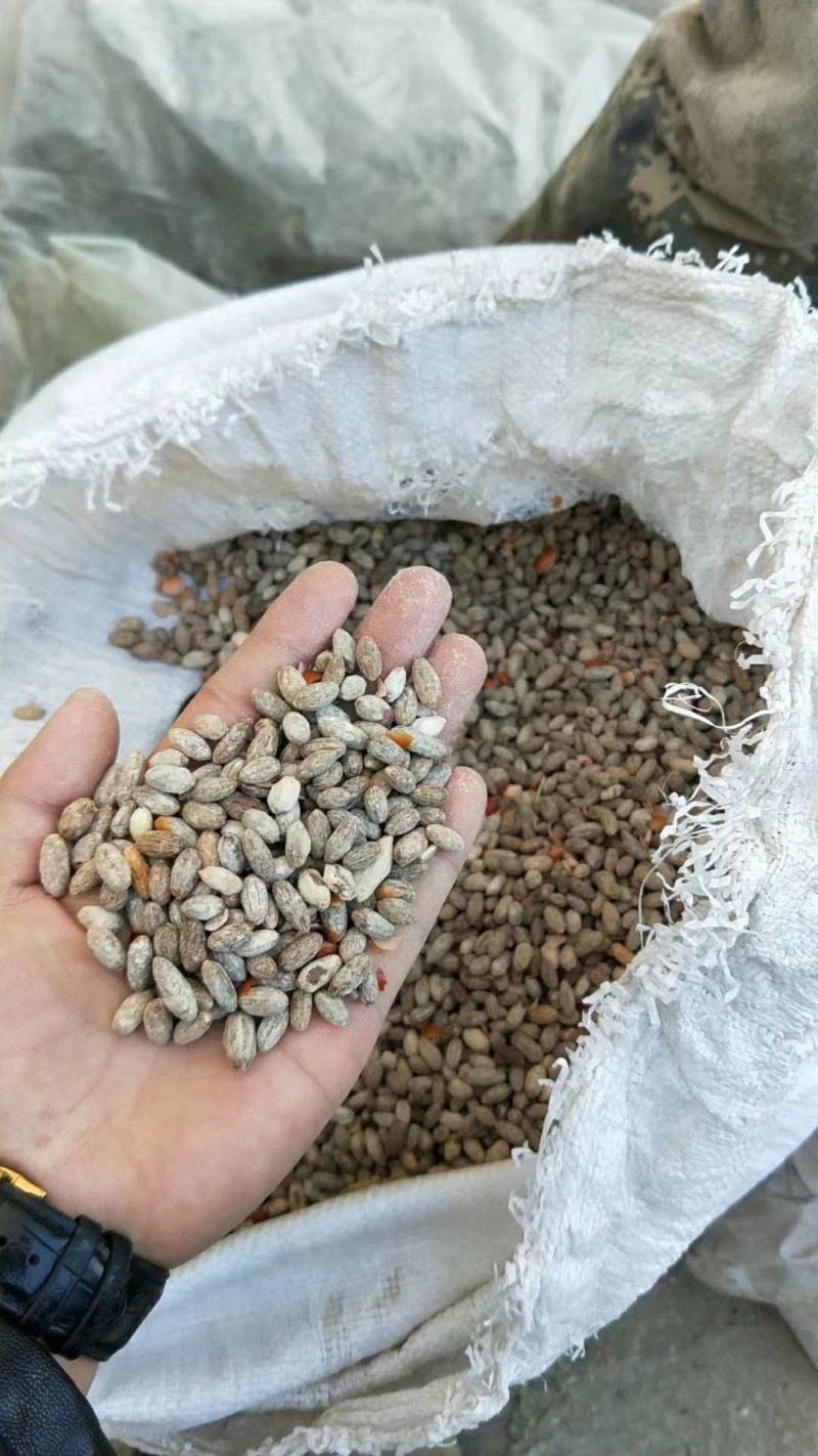 沙枣种子大量批发