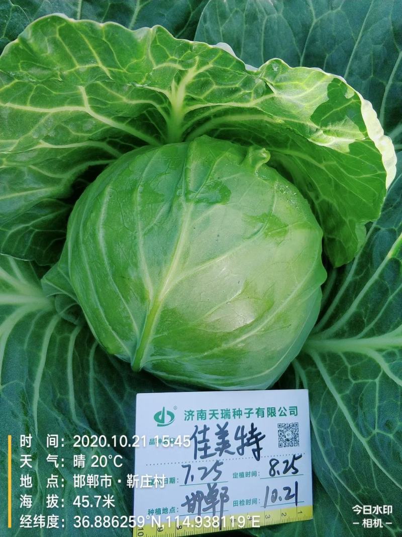 甘蓝包菜包上车，无其他费用，产地直销，自己基地随时能走货