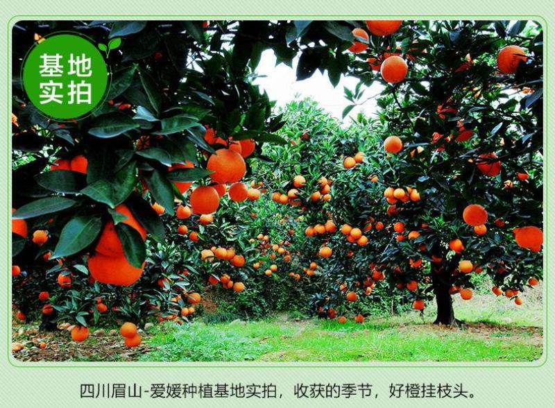爱媛38苗子。基地直发。保湿发货。买10送1棵