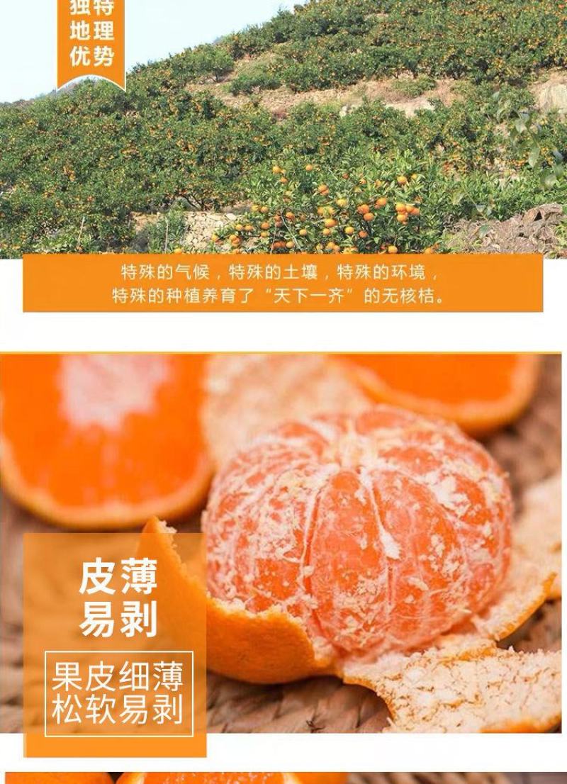 爱媛38苗子。基地直发。保湿发货。买10送1棵