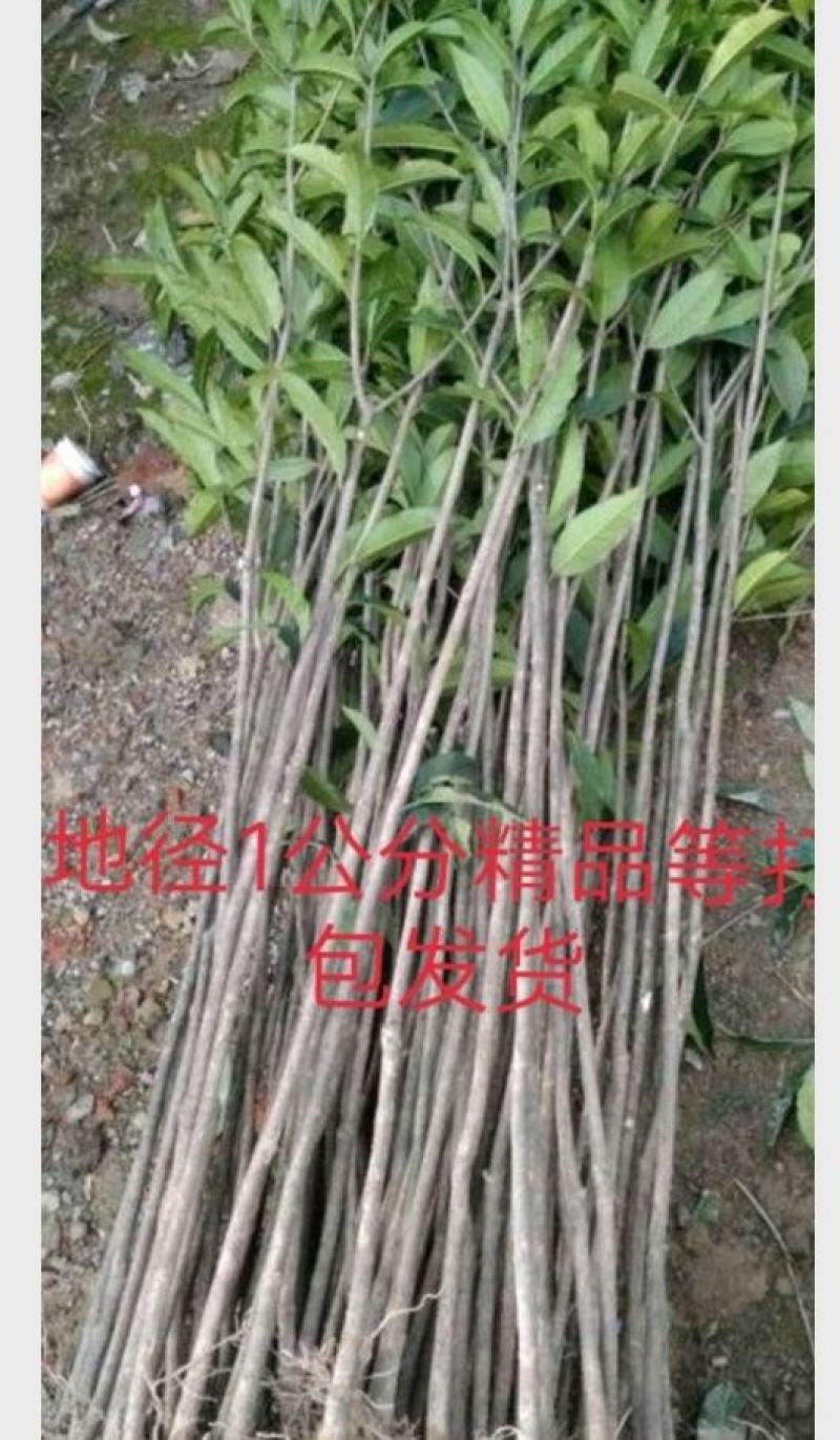 桂花八月金桂花树苗，丹桂花苗，四季桂月月桂包邮