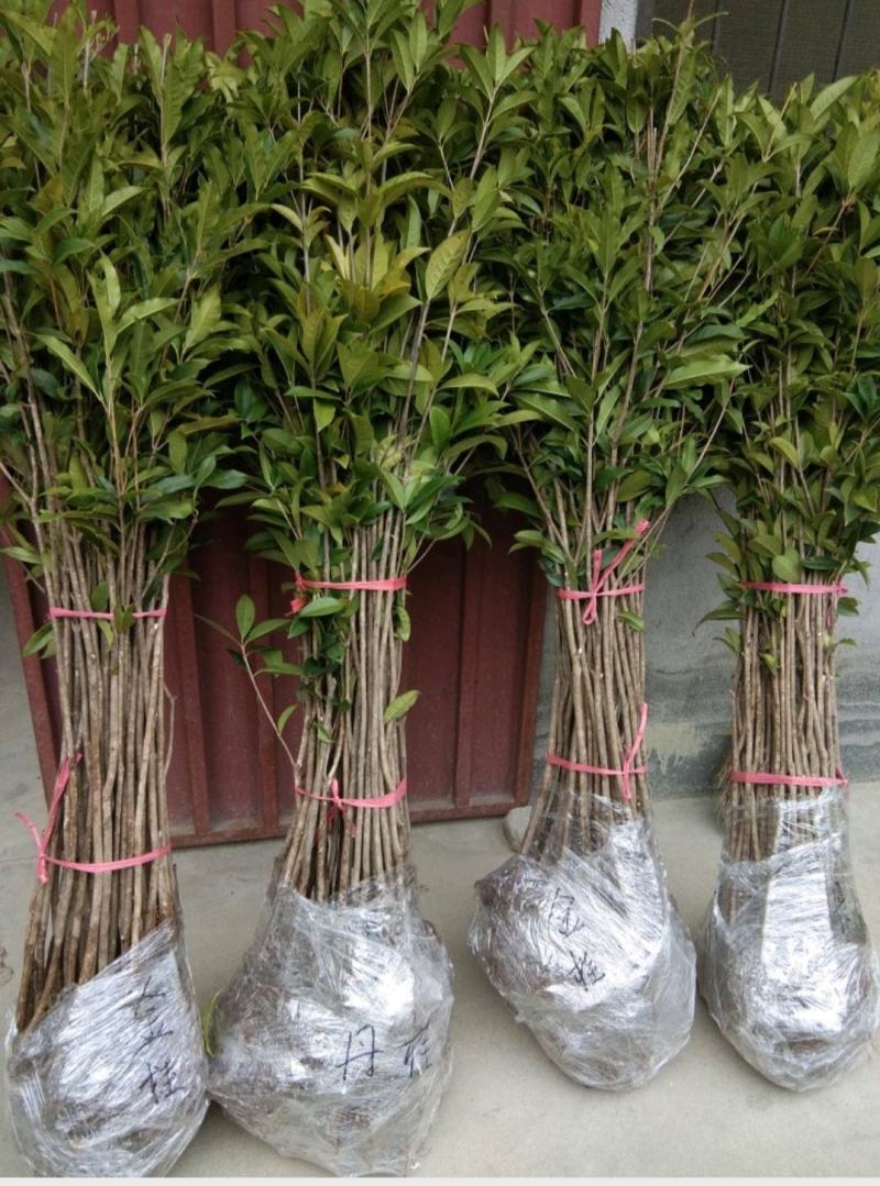 桂花八月金桂花树苗，丹桂花苗，四季桂月月桂包邮