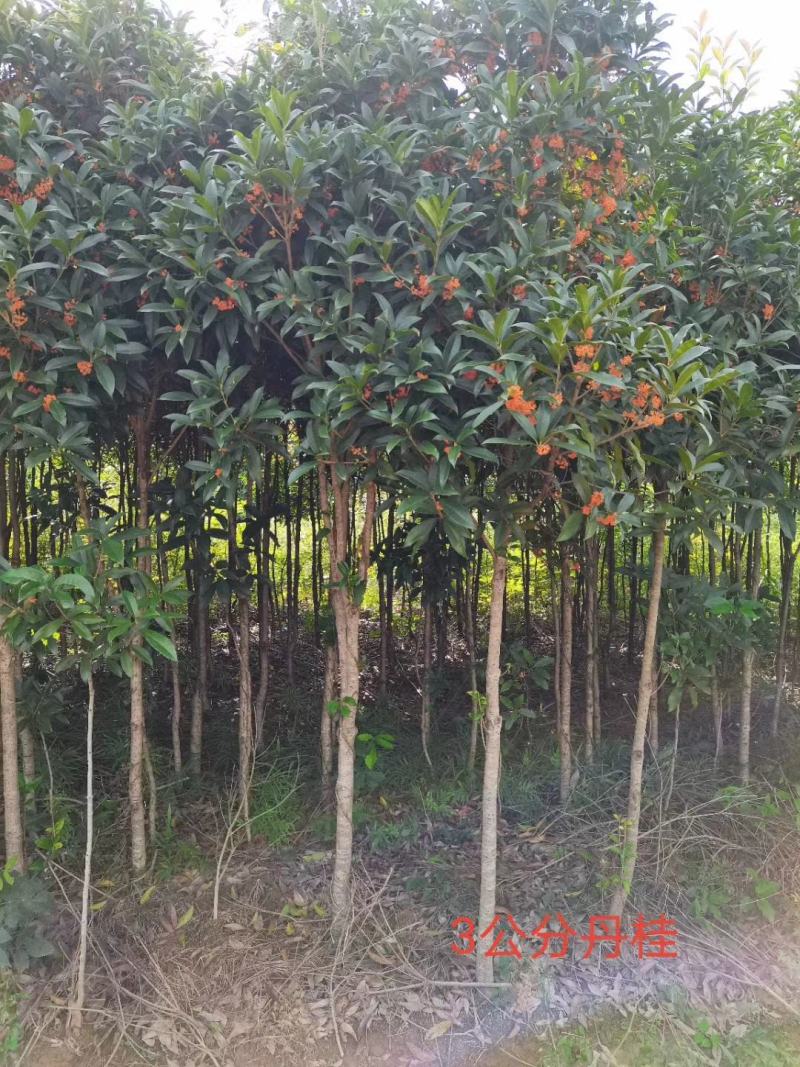 桂花八月金桂花树苗，丹桂花苗，四季桂月月桂包邮