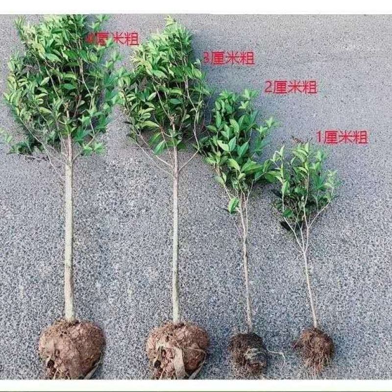 桂花八月金桂花树苗，丹桂花苗，四季桂月月桂包邮