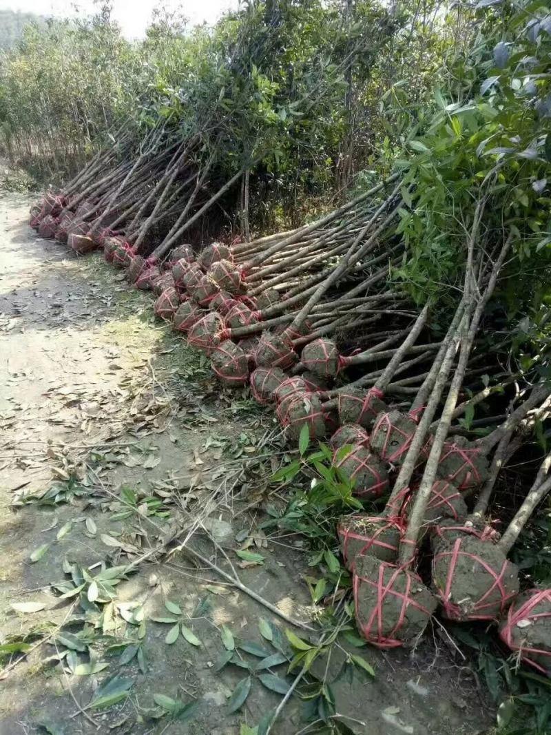 桂花八月金桂花树苗，丹桂花苗，四季桂月月桂包邮