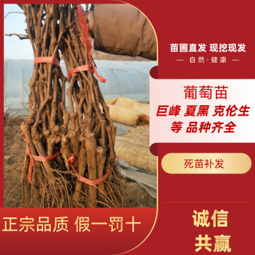 蓝宝石葡萄苗夏黑葡萄苗巨峰2年苗成品种苗包成活率包技术