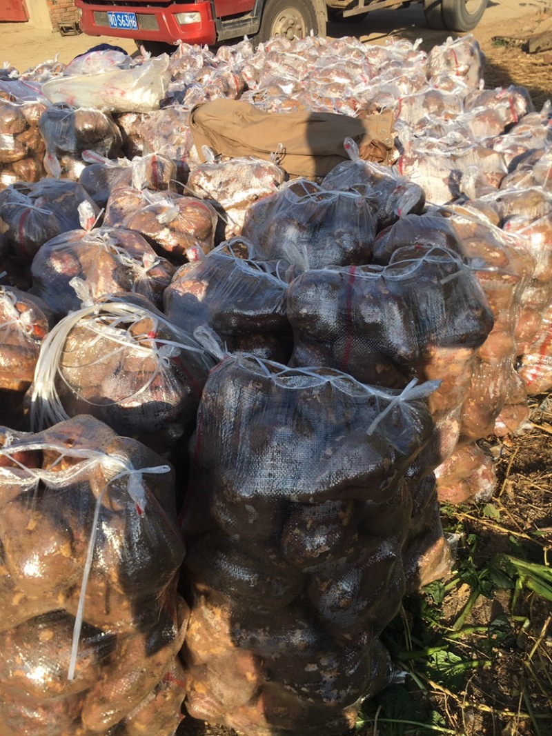 湖北苏州八号红薯大量上市，现挖现发基地直供全国代发欢迎咨询