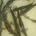 出售翘嘴鱼苗规格齐全基地直供存活率高长势好