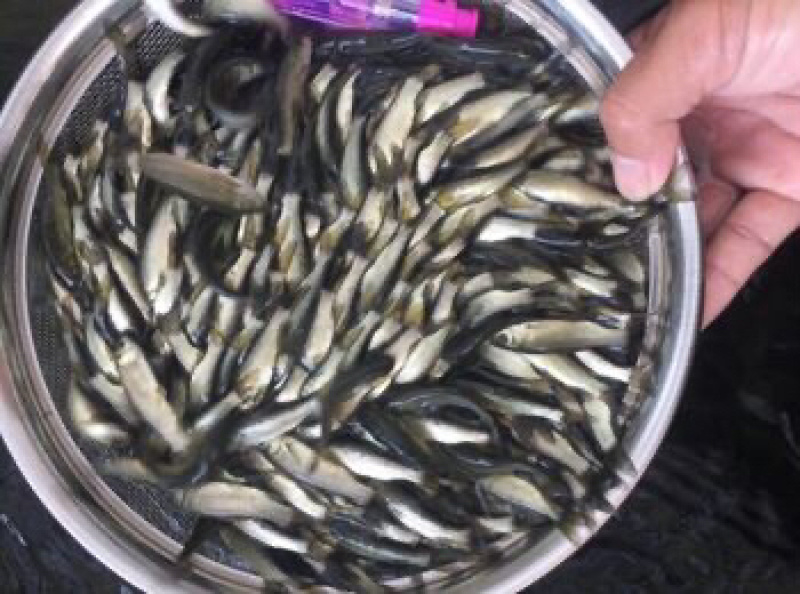 出售翘嘴鱼苗规格齐全基地直供存活率高长势好