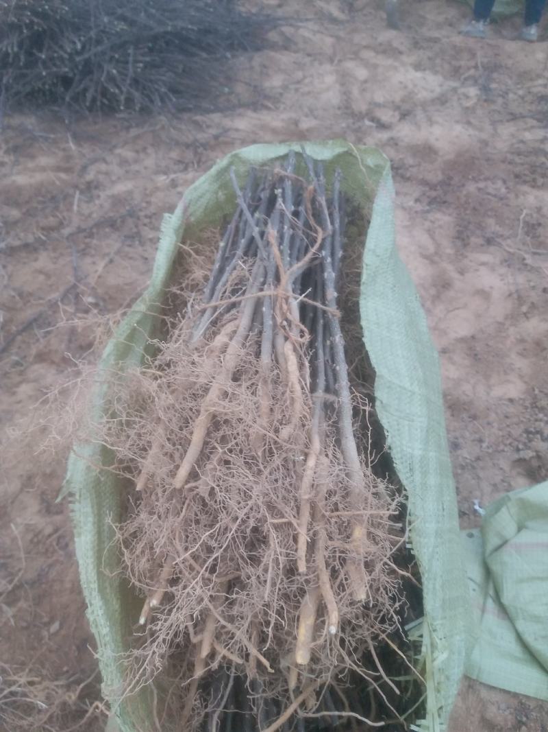 大红袍花椒苗现挖现卖大型花椒树种苗繁育基地
