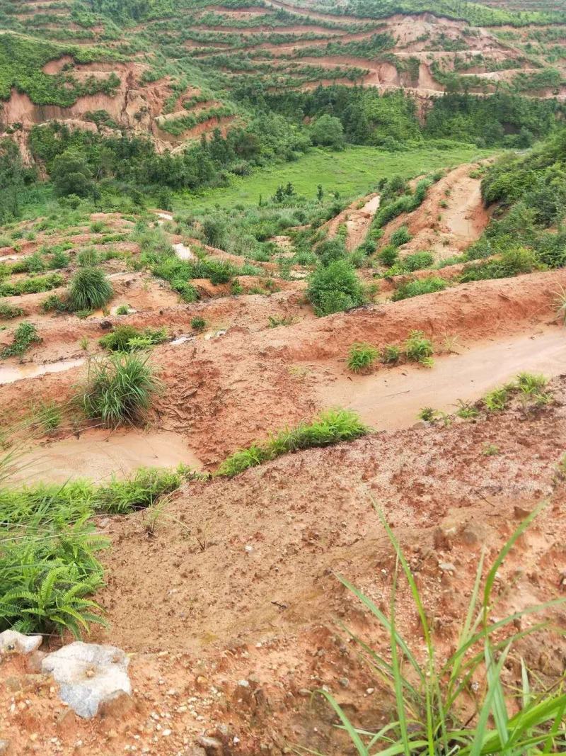 全南县精品山地转让土质很好的山地标准化的