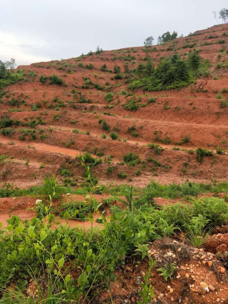 全南县精品山地转让土质很好的山地标准化的