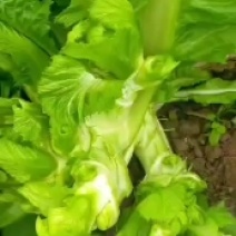 儿菜！榨菜！棒菜！！量大！！！