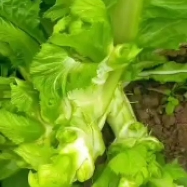 儿菜！榨菜！棒菜！！量大！！！