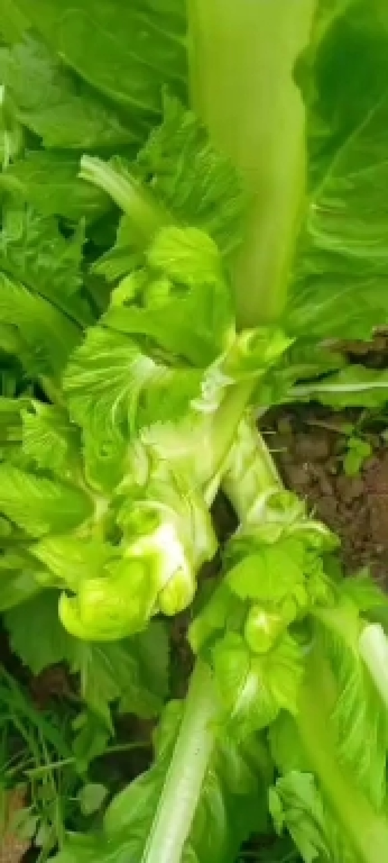 儿菜！榨菜！棒菜！！量大！！！