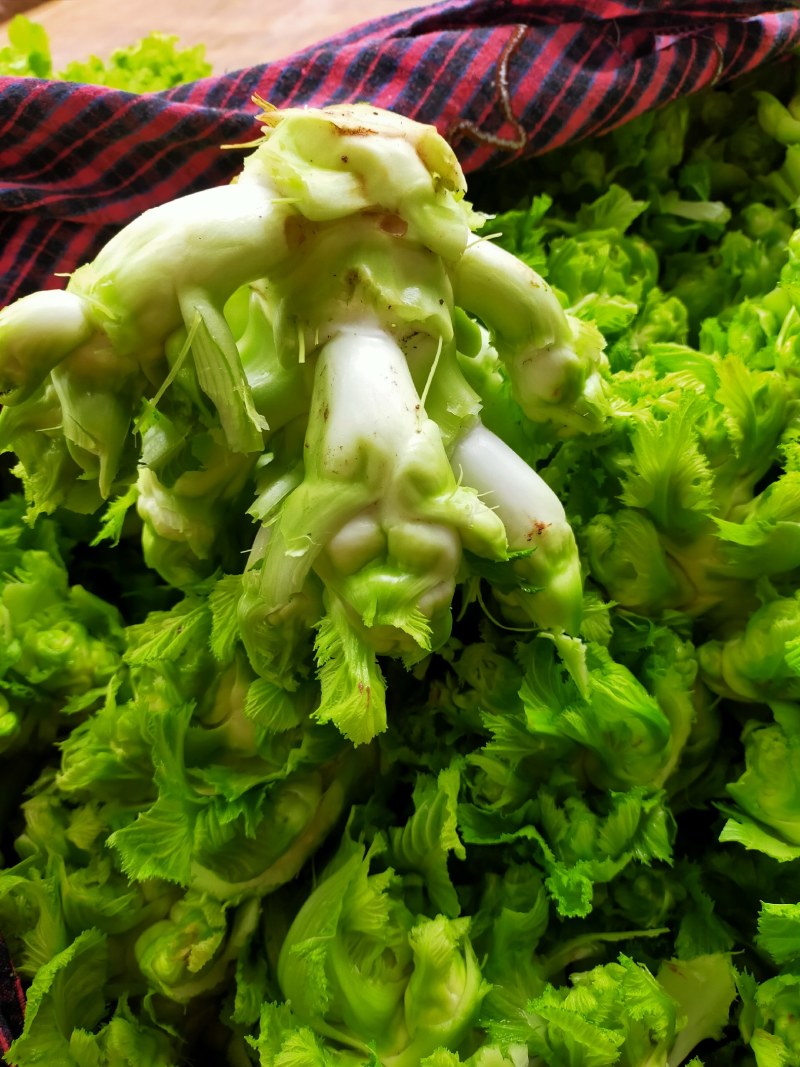 儿菜！榨菜！棒菜！！量大！！！