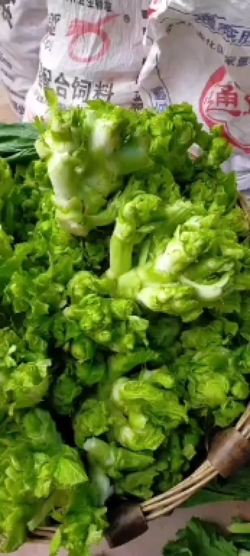 儿菜！榨菜！棒菜！！量大！！！