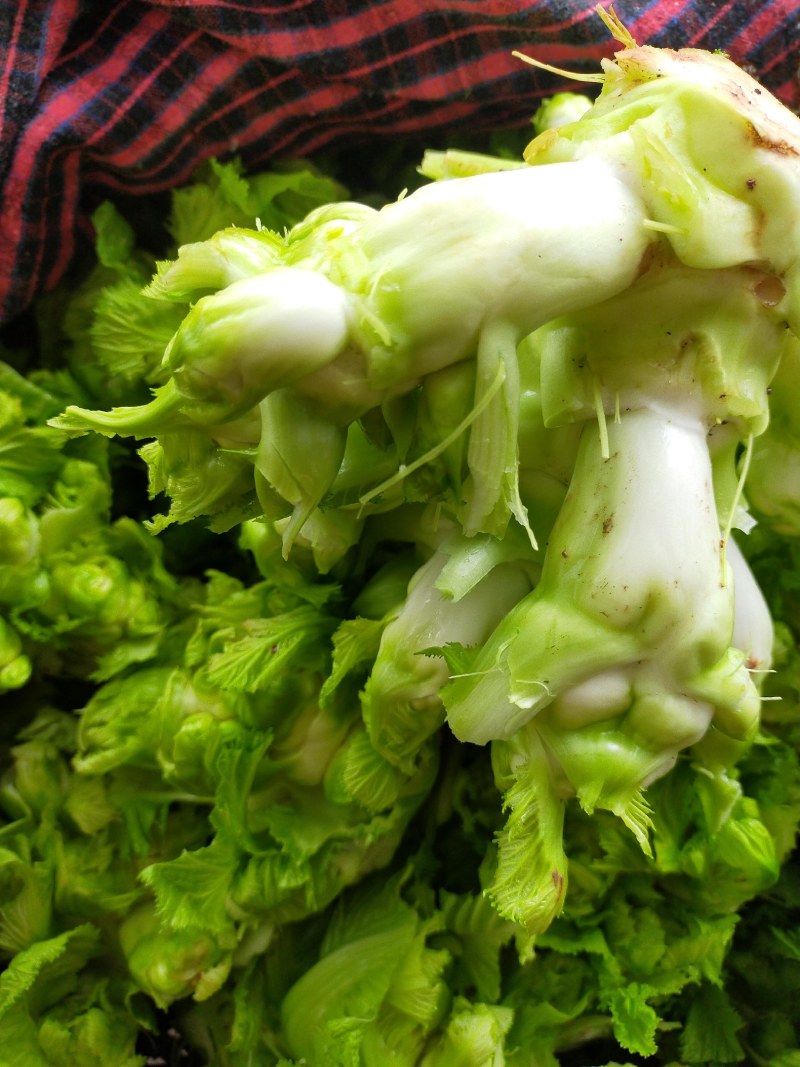 儿菜！榨菜！棒菜！！量大！！！
