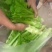 儿菜！榨菜！棒菜！！量大！！！