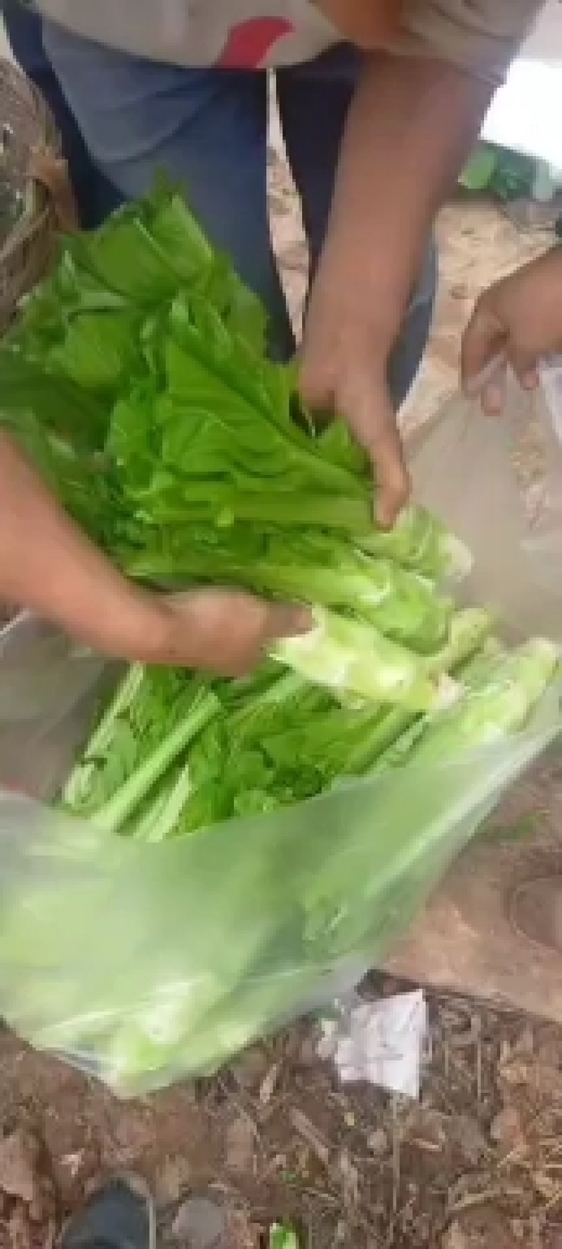 儿菜！榨菜！棒菜！！量大！！！