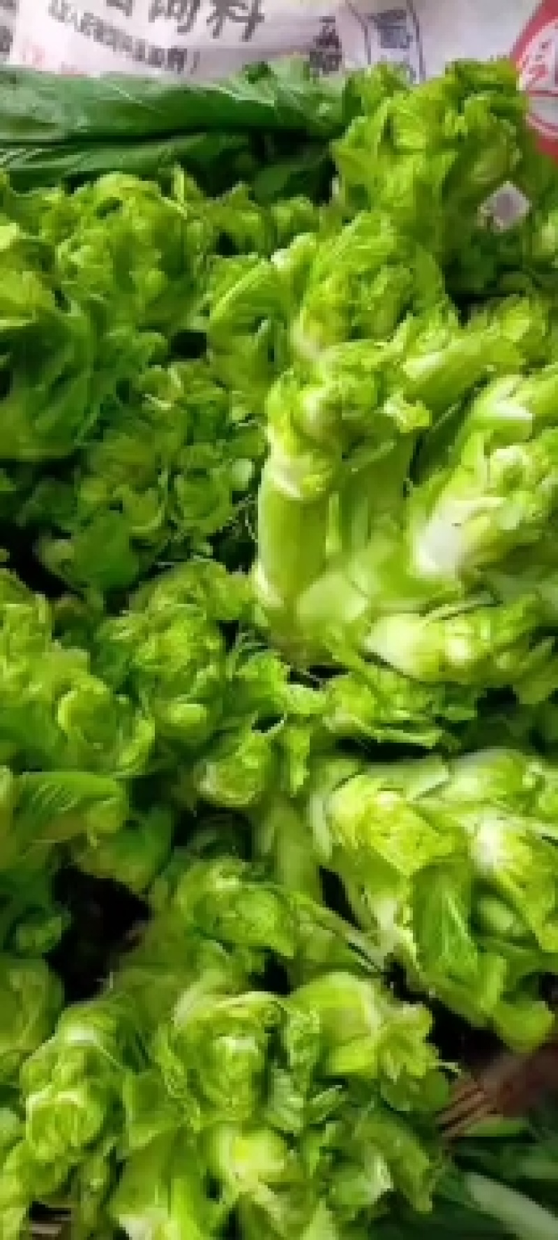 儿菜！榨菜！棒菜！！量大！！！