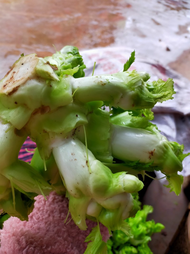 儿菜！榨菜！棒菜！！量大！！！