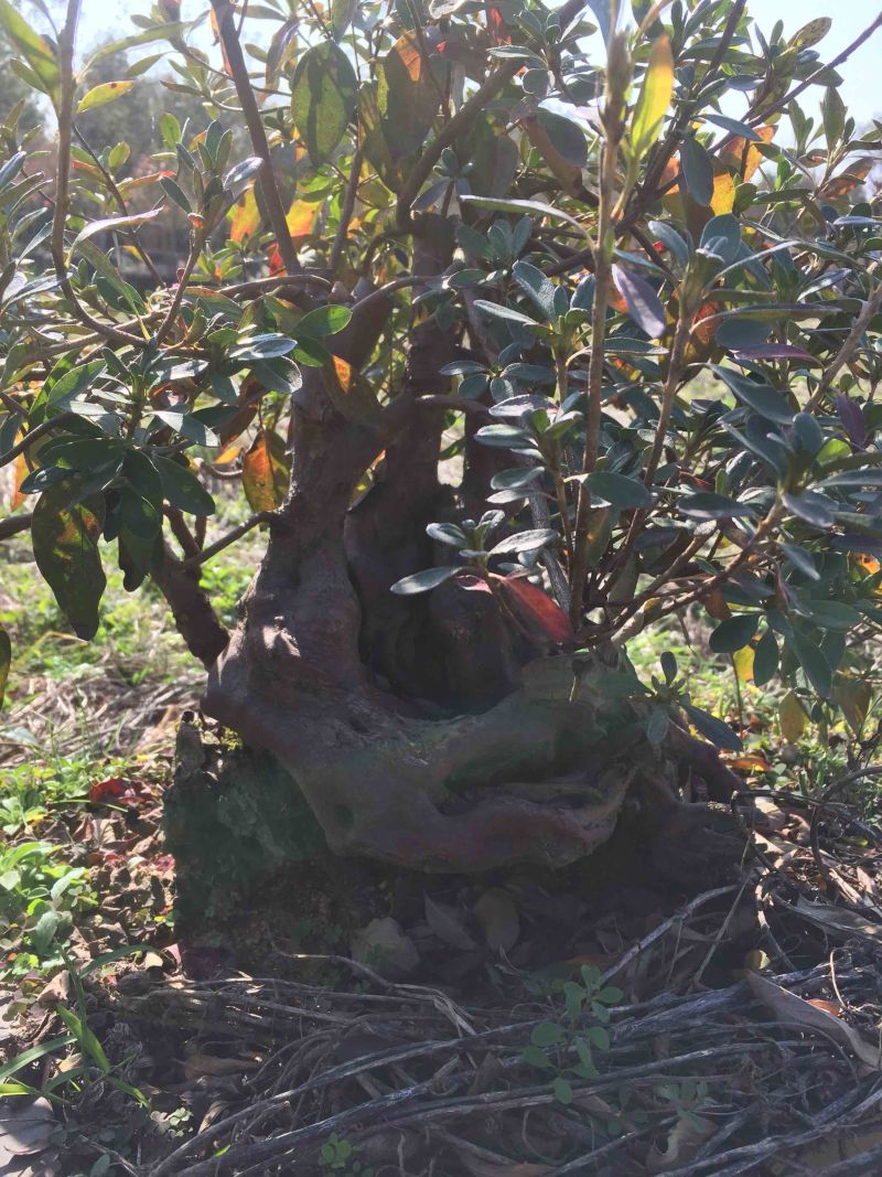 国旗红大别山映山红大量出售，花期长，色彩妖艳