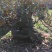 国旗红大别山映山红大量出售，花期长，色彩妖艳