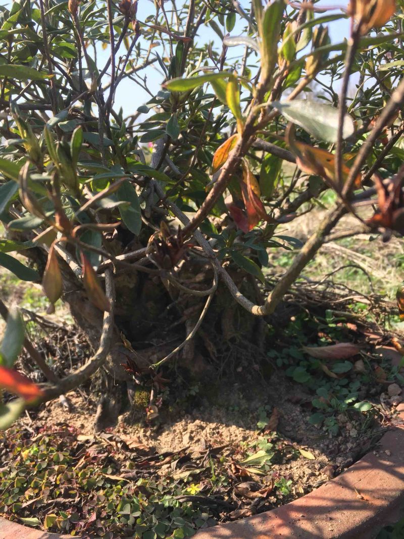 国旗红大别山映山红大量出售，花期长，色彩妖艳