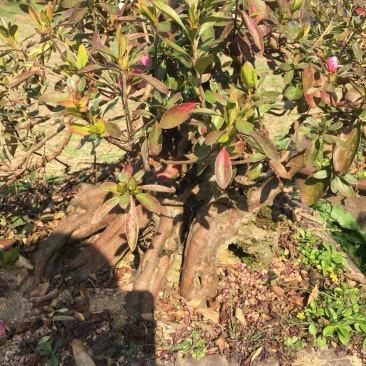 国旗红大别山映山红大量出售，花期长，色彩妖艳