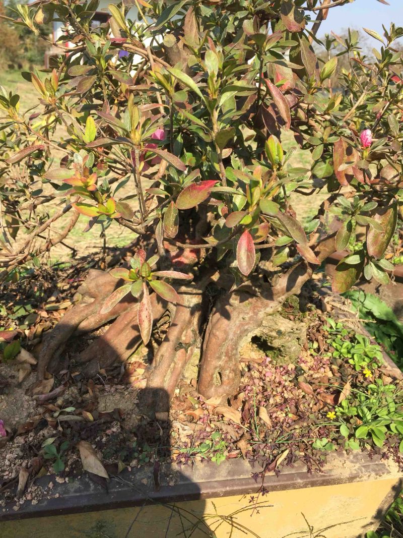 国旗红大别山映山红大量出售，花期长，色彩妖艳