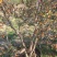 国旗红大别山映山红大量出售，花期长，色彩妖艳