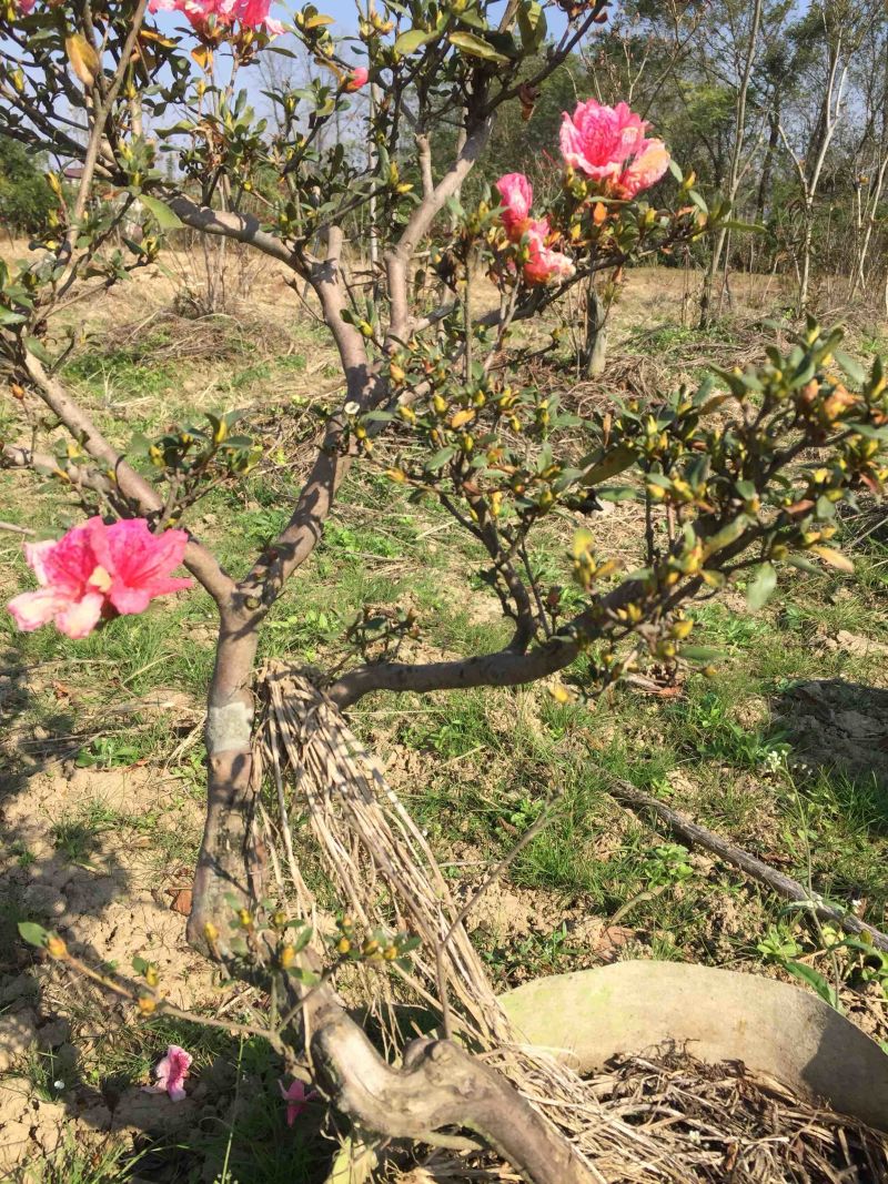 国旗红大别山映山红大量出售，花期长，色彩妖艳