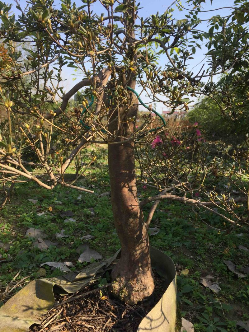 国旗红大别山映山红大量出售，花期长，色彩妖艳